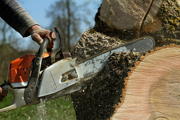 Tree Branch Trimming